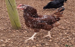 Chickens poultry for sale: Hybrid Hens for Sale - Image 8