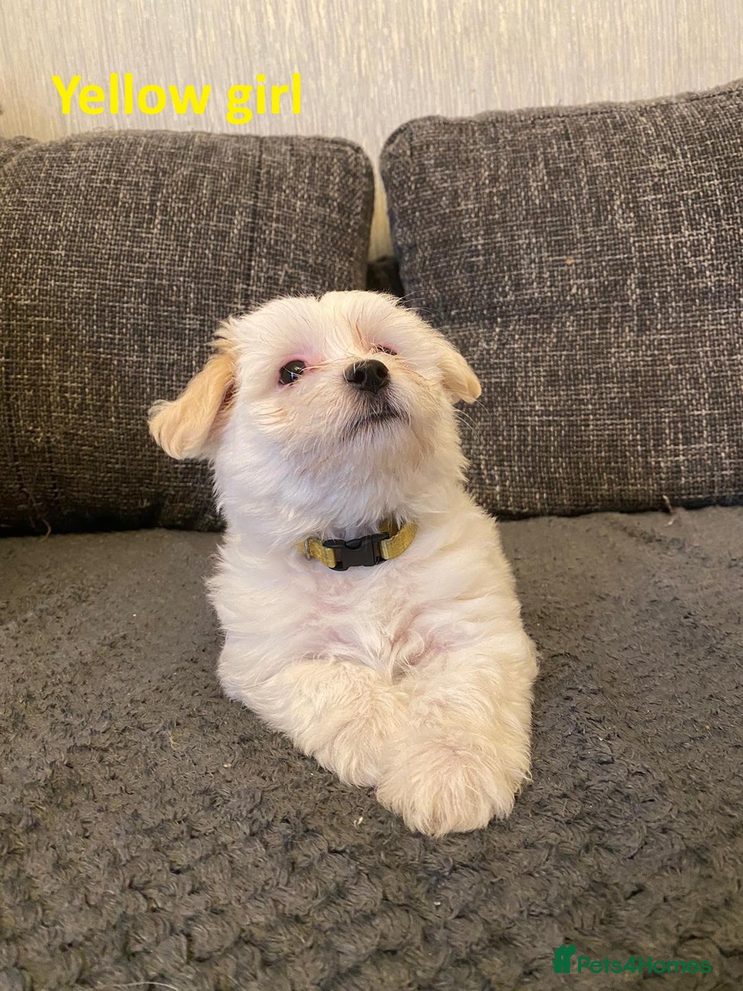 Maltese dogs for sale:  Adorable Maltese Puppies - Image 11
