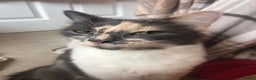 Maine Coon cats for sale: Maine coon X persian kittens  - Advert 9