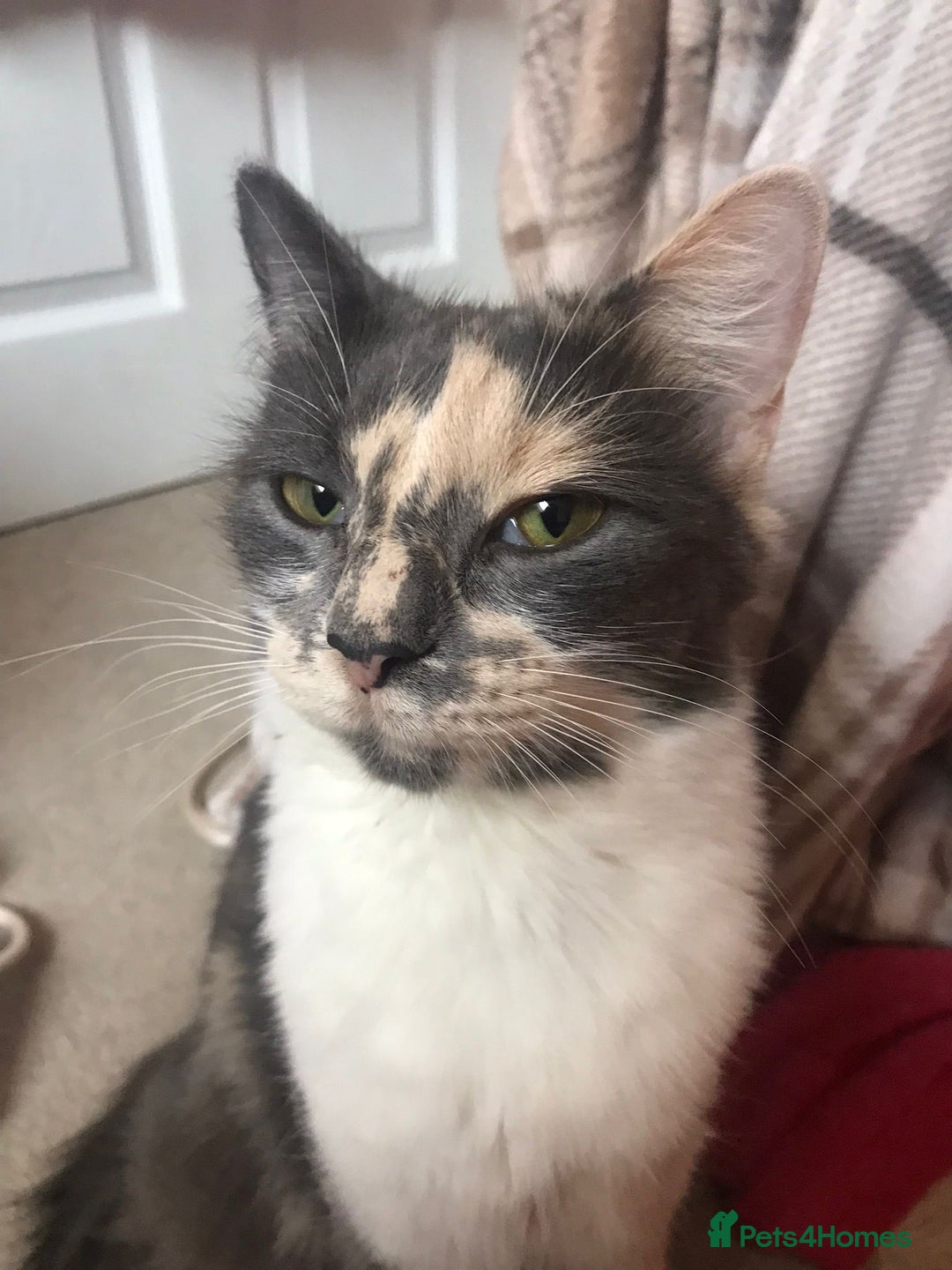 Maine Coon cats for sale: Maine coon X persian kittens  - Advert 9