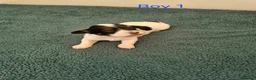 Havanese dogs for sale: Stunning Havanese Puppies - Advert 5