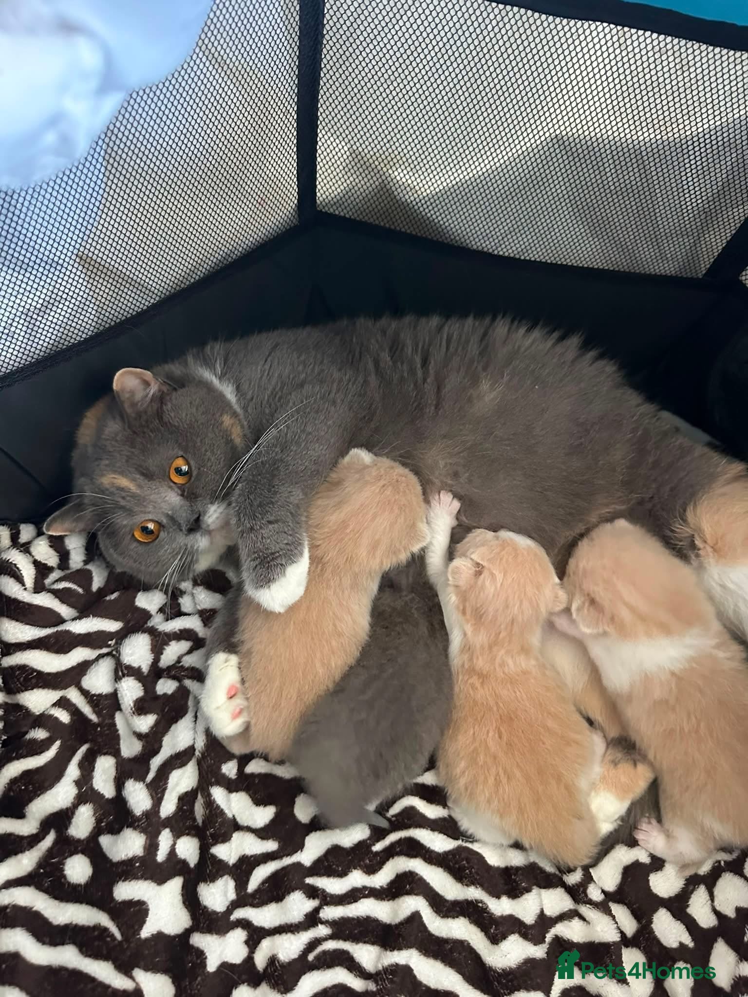 British Shorthair cats 🐻British Short & Long Hair TICA REG🐻 - Advert 1