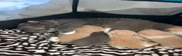 British Shorthair cats for sale: 🐻British Short & Long Hair TICA REG🐻 - Advert 1