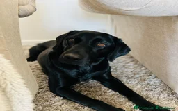 Labrador Retriever dogs for sale: Exceptional KC Reg Labradors – Black & Fox Red - Image 5