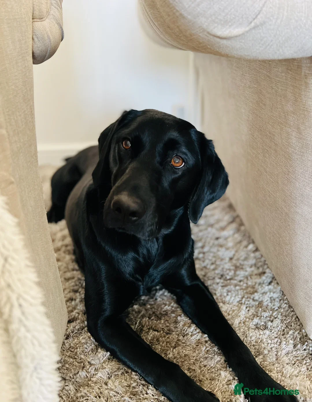 Labrador Retriever dogs for sale: Exceptional KC Reg Labradors – Black & Fox Red - Image 5