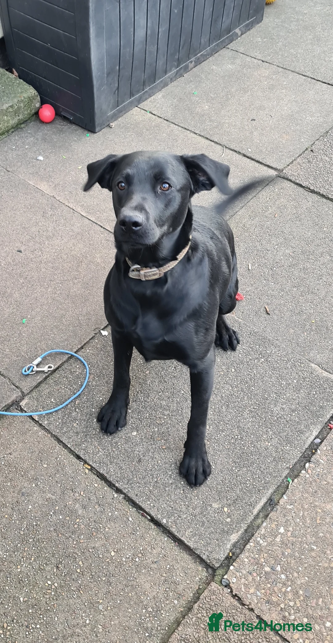 Labrador Retriever dogs for stud: PROVEN LABRADOR FOR STUD PROVEN  in Wolverhampton - Advert 19