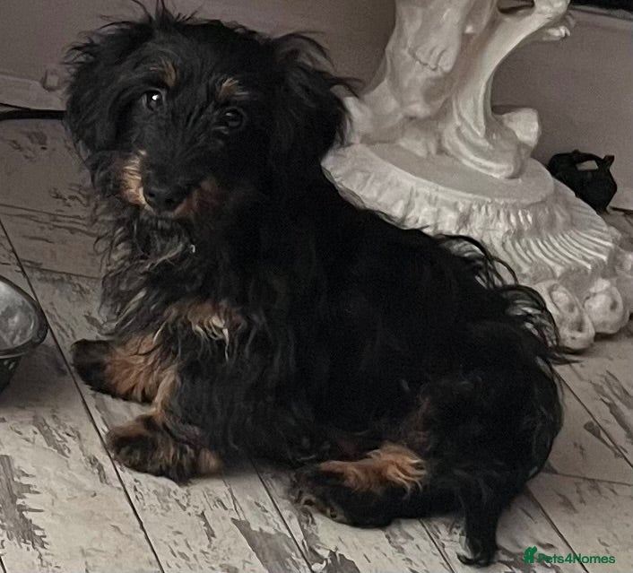 Jackshund dogs DACHSHUND X  - Advert 6