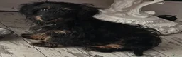 Jackshund dogs for sale: DACHSHUND X  - Advert 1