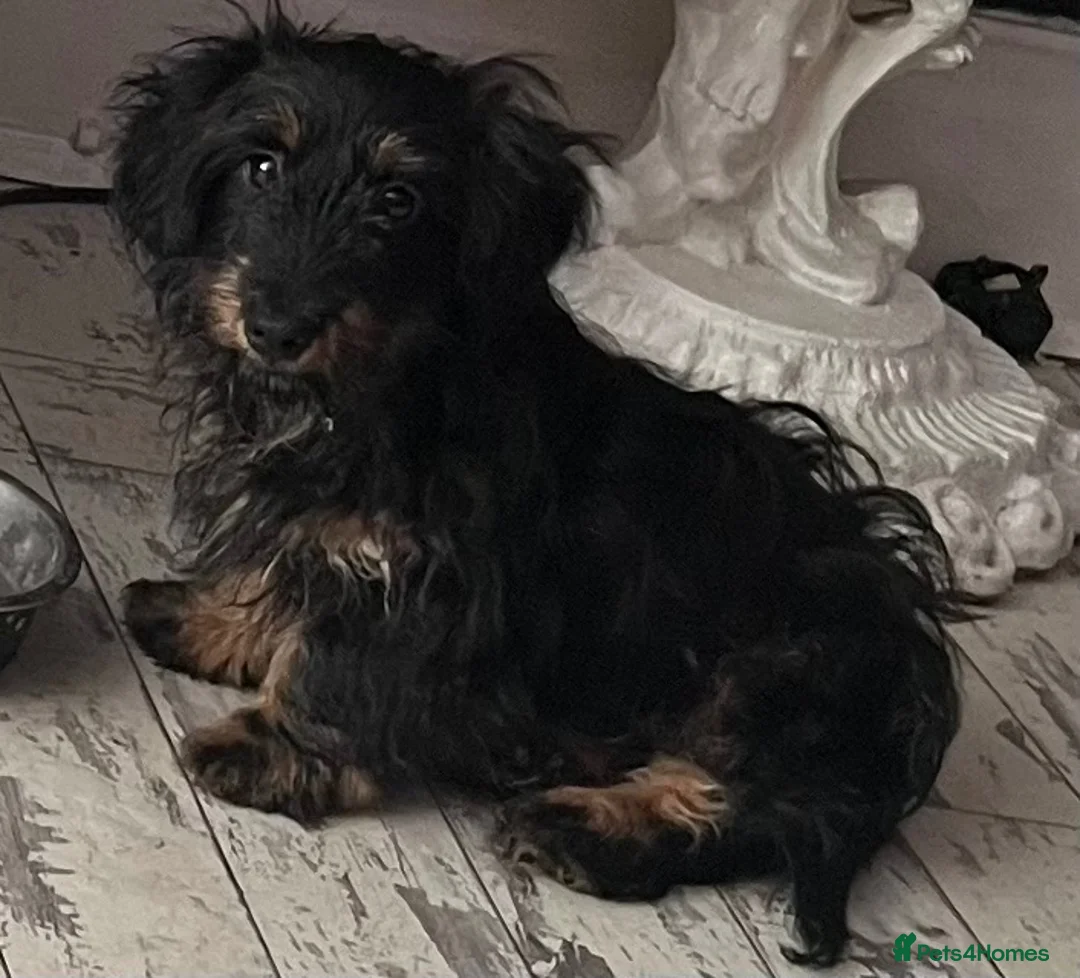 Jackshund dogs for sale: DACHSHUND X  - Advert 1