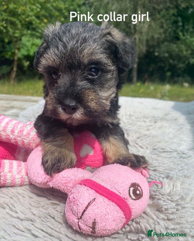 Schnoodle dogs F1 Toy Schnoodles (just 2 girls available)  - Advert 7