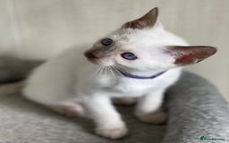 Siamese cats for sale: Stunning GCCF Registered Traditional Siamese.  - Image 15