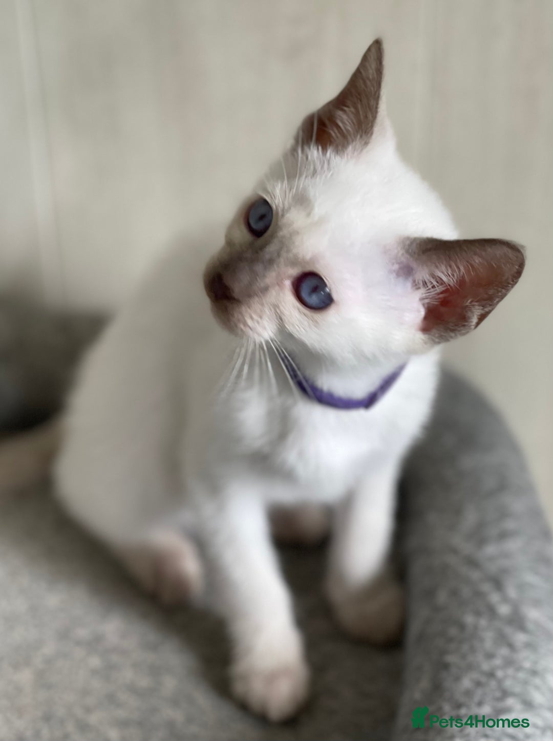 Siamese cats for sale: Stunning GCCF Registered Traditional Siamese.  - Image 15