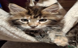 Maine Coon cats for sale: Beautiful torbie Maine Coon girls - Image 6