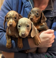 Miniature Dachshund dogs Stunning kc miniature smooth haired dachshunds s - Advert 3