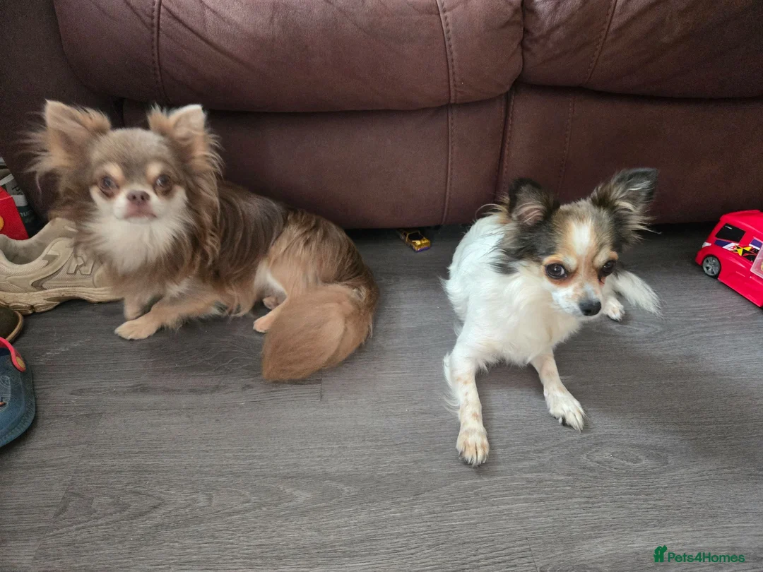 Chihuahua dogs for stud: Beautiful kc registered lilac and cream for stud!! - Advert 3