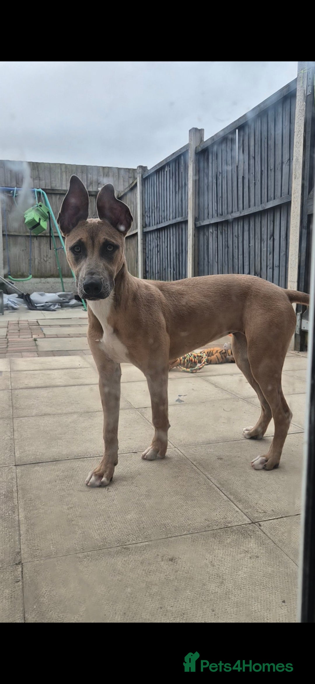 Mixed Breed dogs for sale: Belgian Malinois Kupa - Image 2