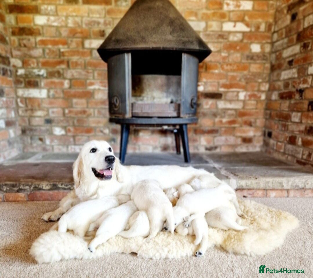 Golden Retriever dogs Newmiller Retrievers Autumn Litter Announcement - Advert 1