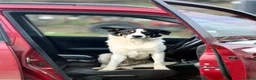 Sprollie dogs for sale: Springer x Collie in Lydney - Advert 28