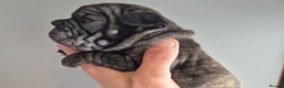 French Bulldog dogs for sale: Beautiful litter of French Bulldog Puppies in Southsea - Advert 7