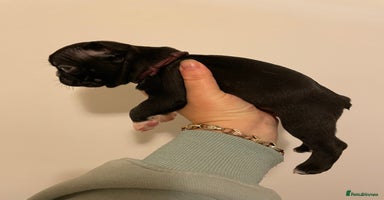 Boston Terrier dogs - Advert 4