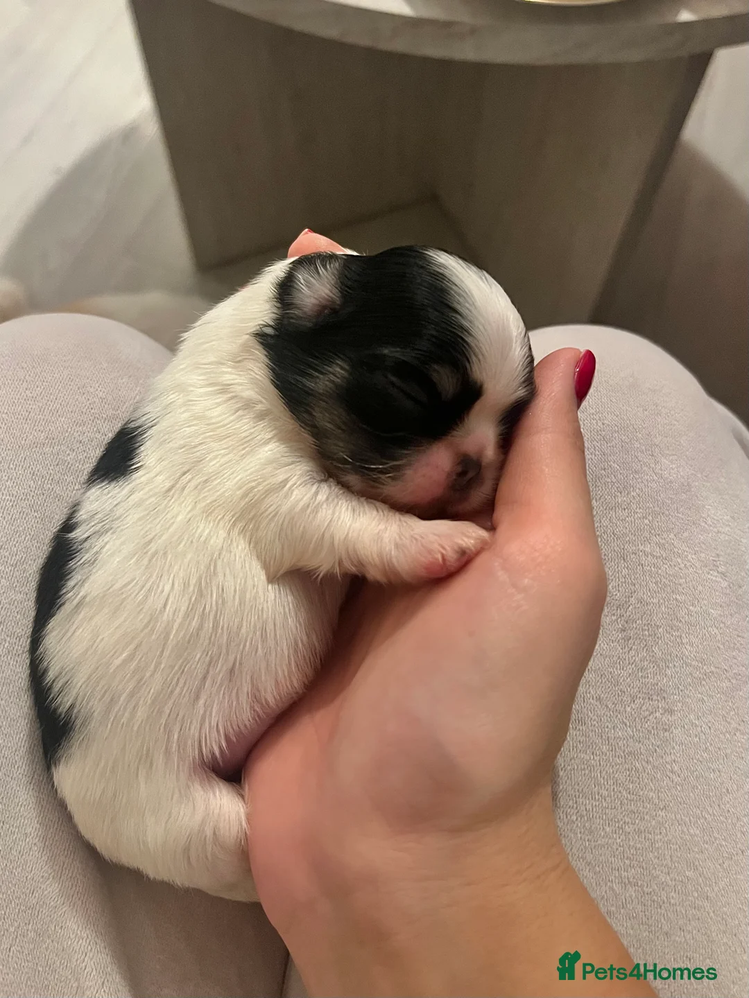 Chihuahua dogs for sale: Long Coat Chihuahua Boys Outstanding Quality ⭐️ - Advert 19