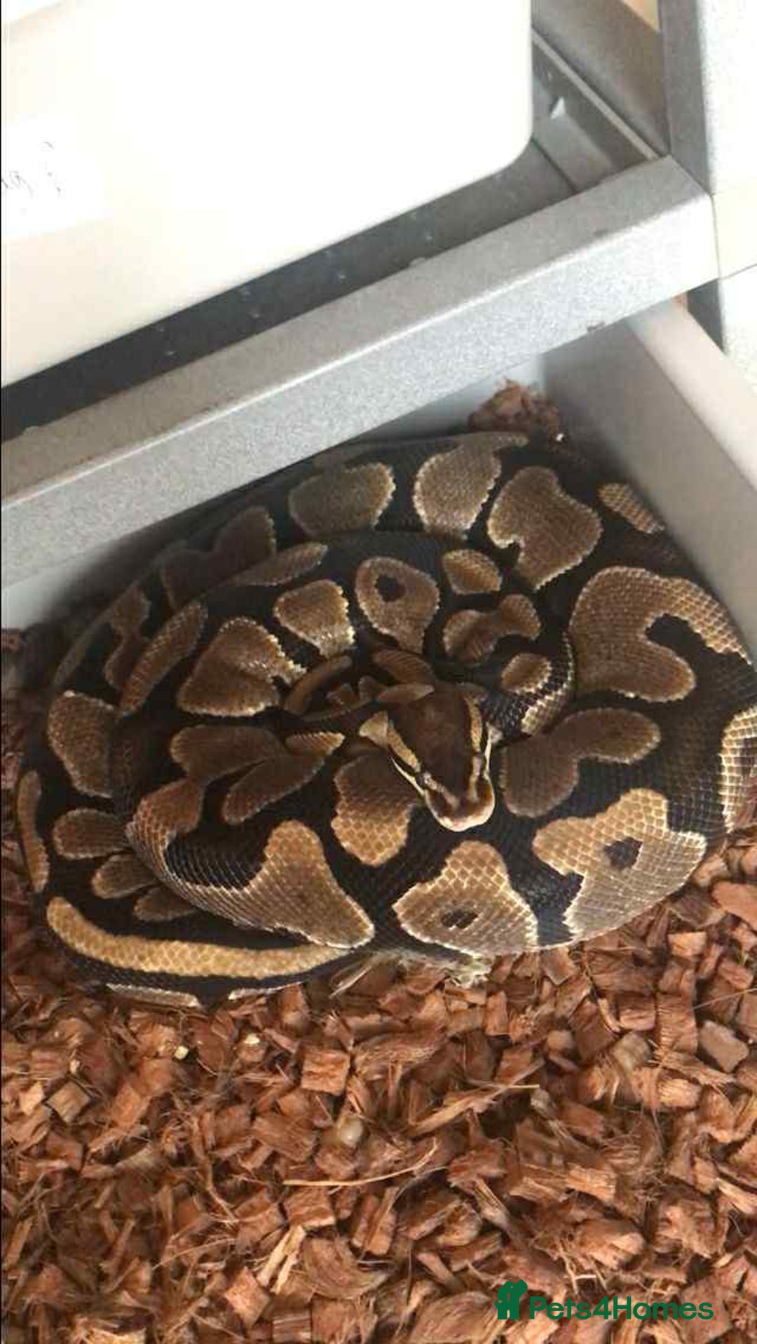 Python Snake reptiles for sale: Ball pythons / royal pythons  - Advert 10