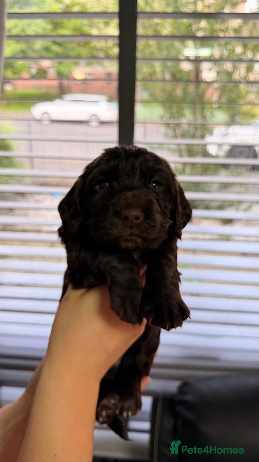 Cocker Spaniel dogs for sale: KC Reg Working Cocker Spaniel Pups ** 1 Boy Left** - Advert 30