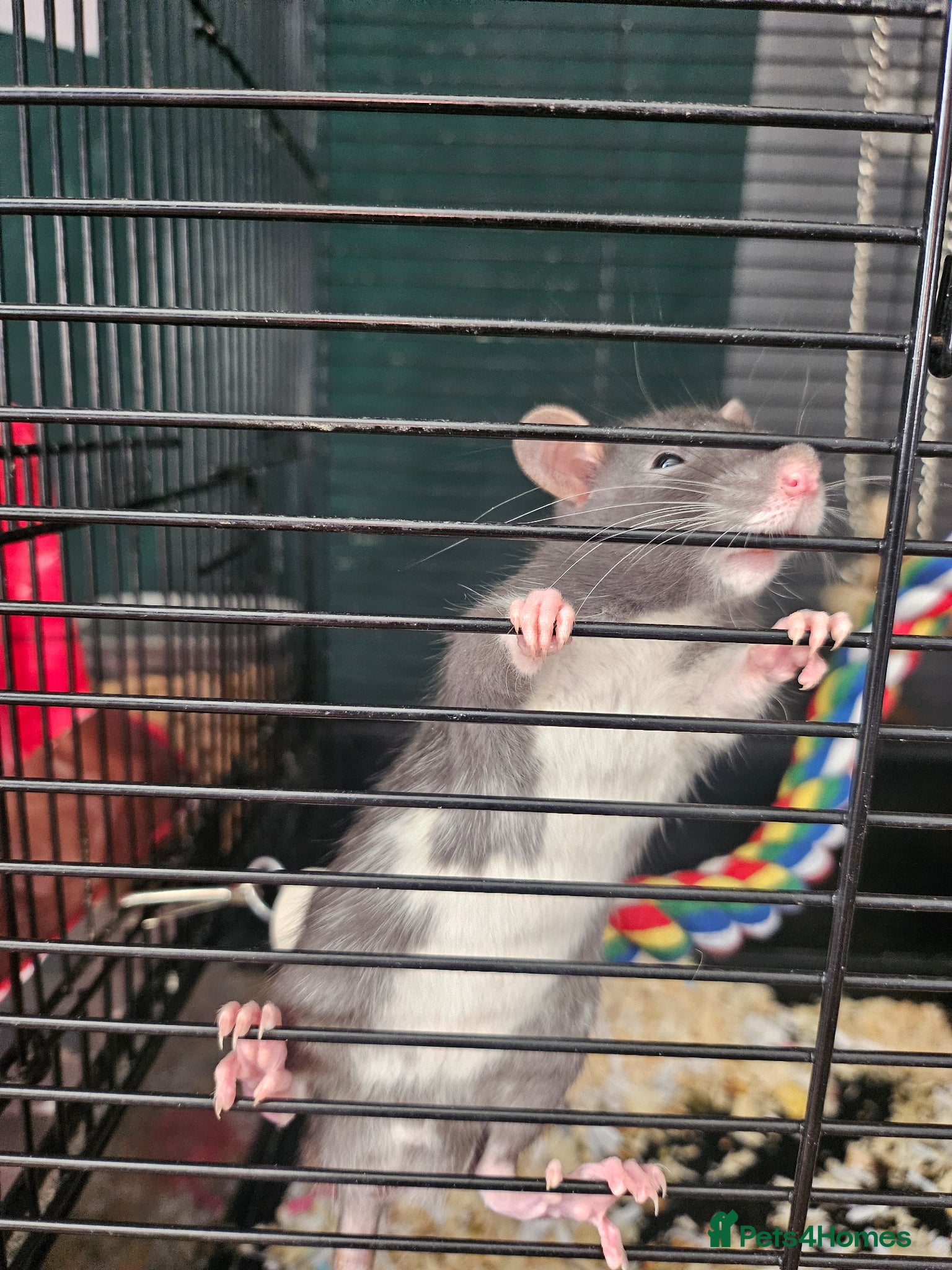 Rat rodents Baby 7 weeks  old  - Advert 16