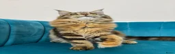Maine Coon cats for sale: TICA Pedigree Registered Maine Coon Kittens - Advert 36