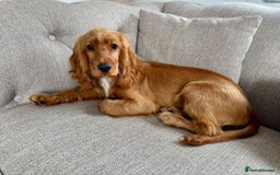 Cocker Spaniel dogs for sale: Cocker spaniel puppy - Image 1