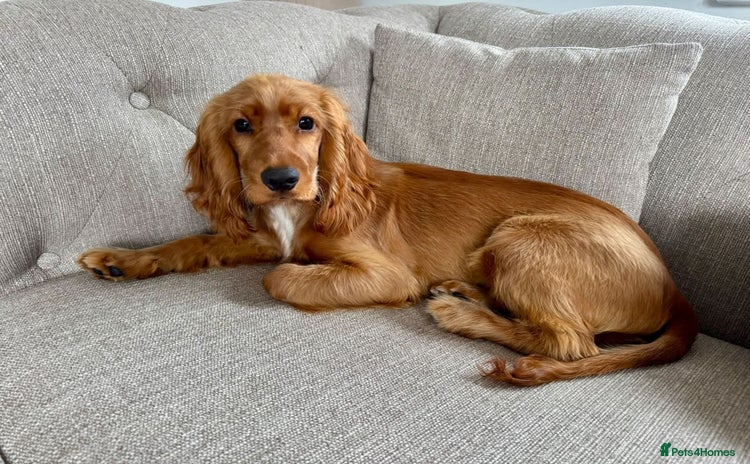 Cocker Spaniel dogs - Advert 2