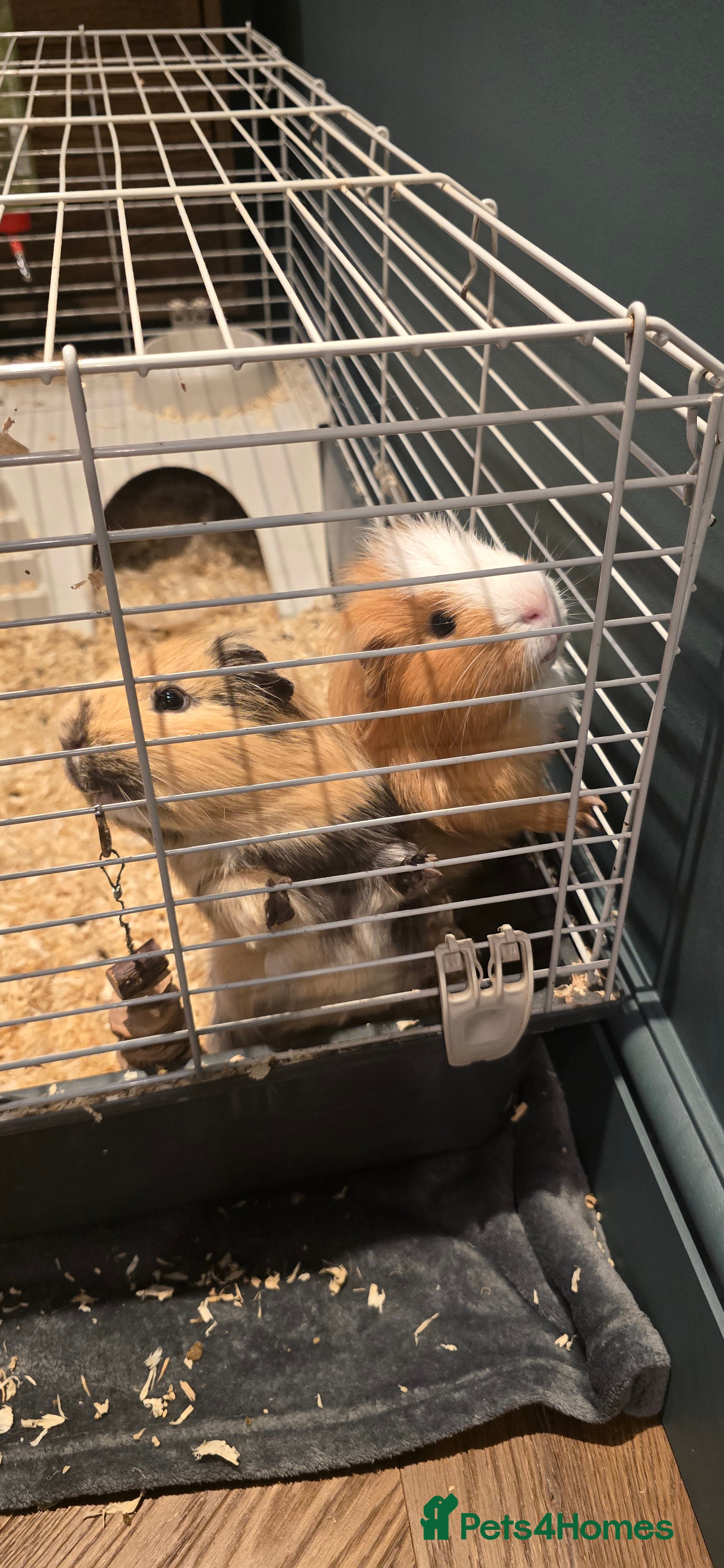 Guinea Pig rodents 2 Lovely Guinea Pigs for Sale - Advert 18