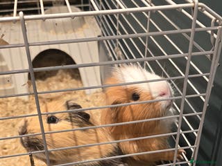 Guinea Pig rodents 2 Lovely Guinea Pigs for Sale - Advert 1