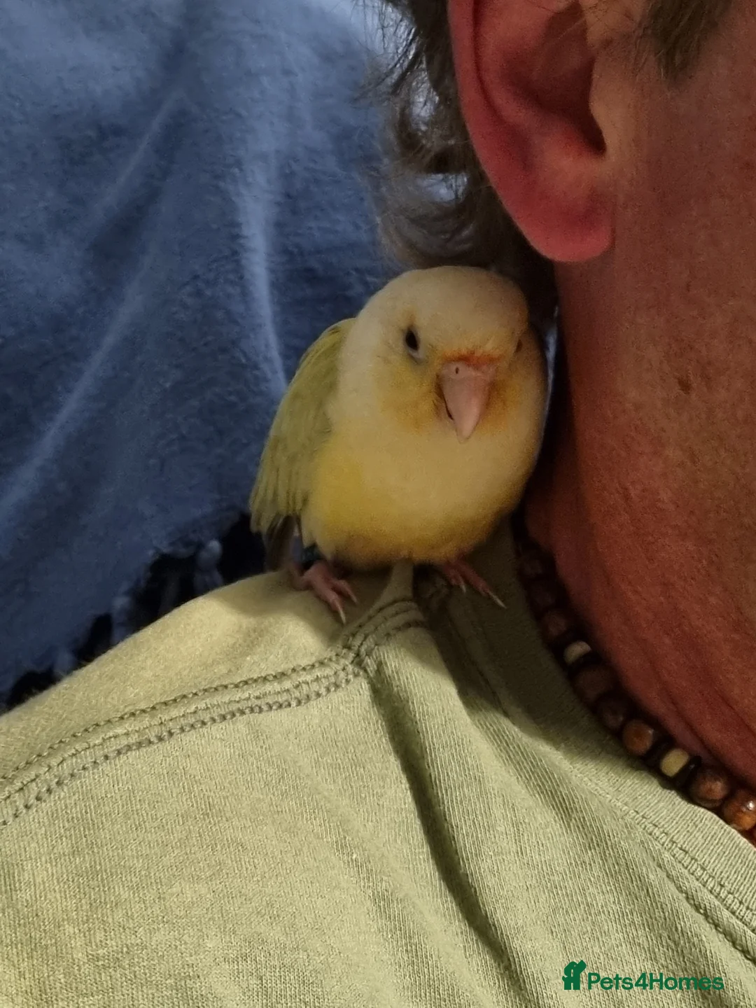 Conures birds for sale: Rare moon cheek conure  - Advert 7