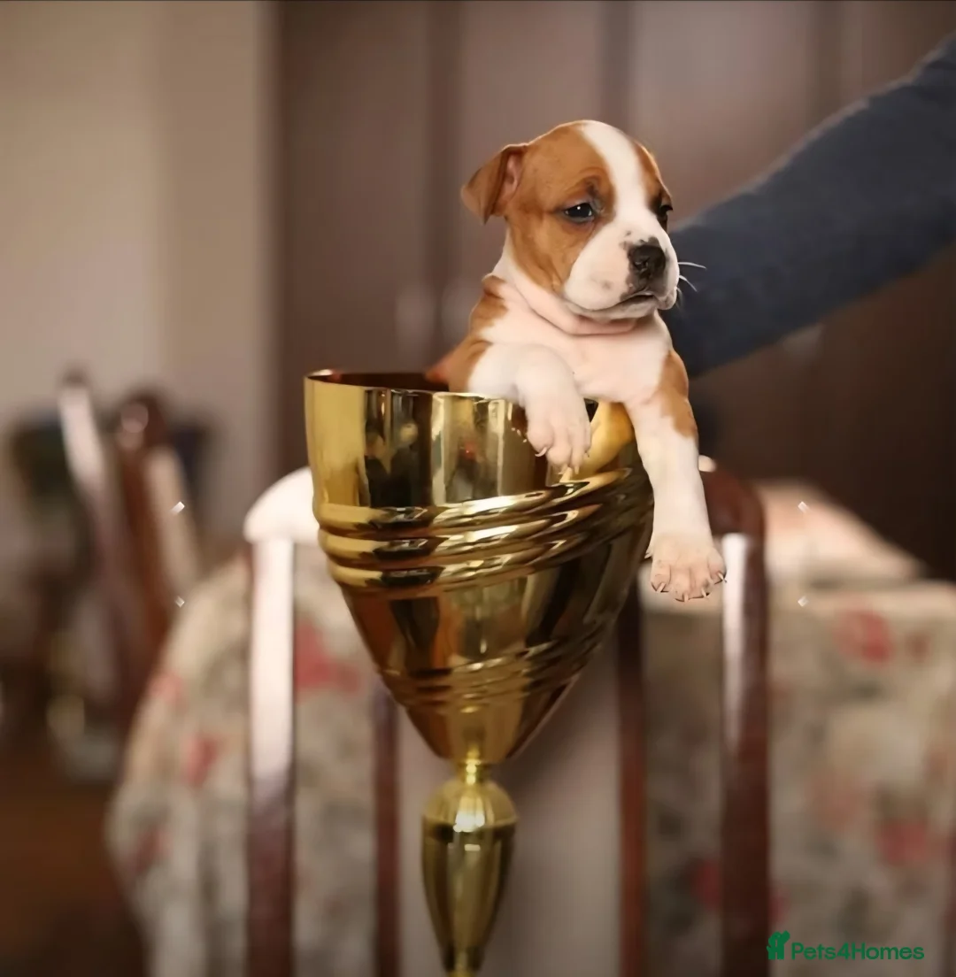 American Bull Staffy dogs for sale: Bull staffy hybrid puppyes - Advert 2