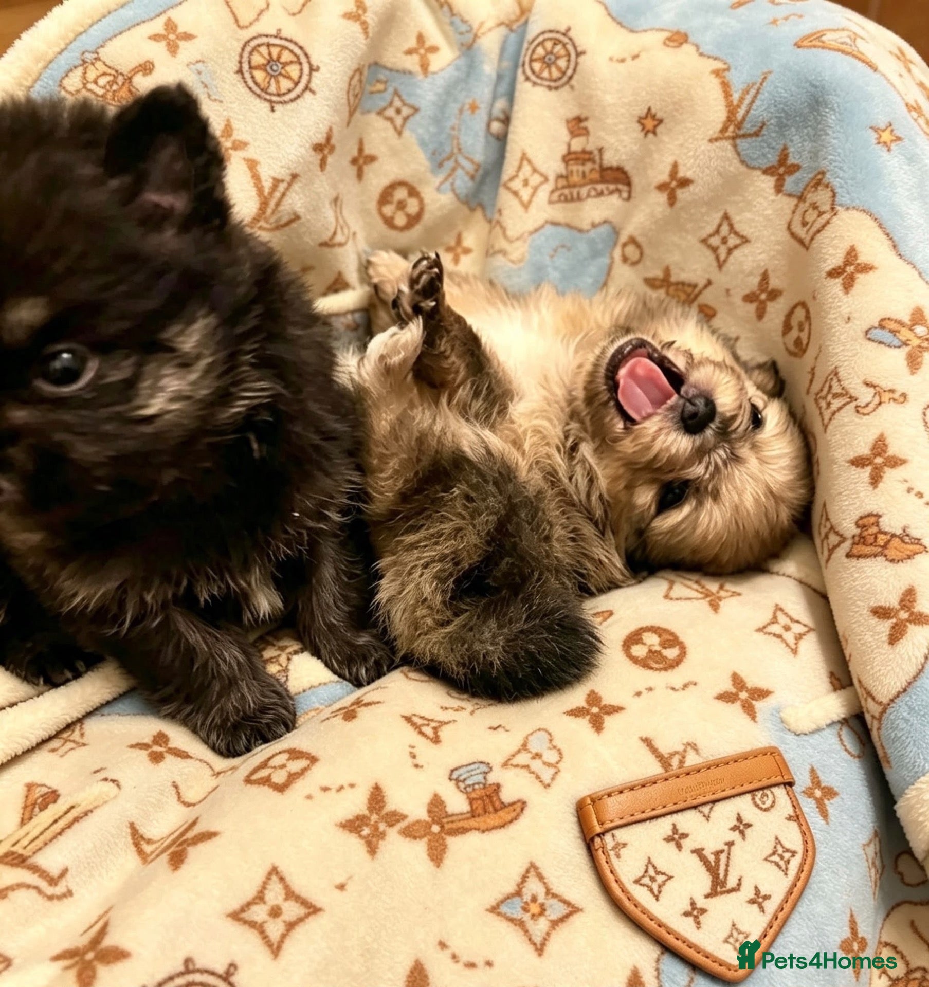 Pomeranian dogs ✨Four Mini Little Gems 💎🐾🐶✨💜🧡🩶🤎 - Advert 2