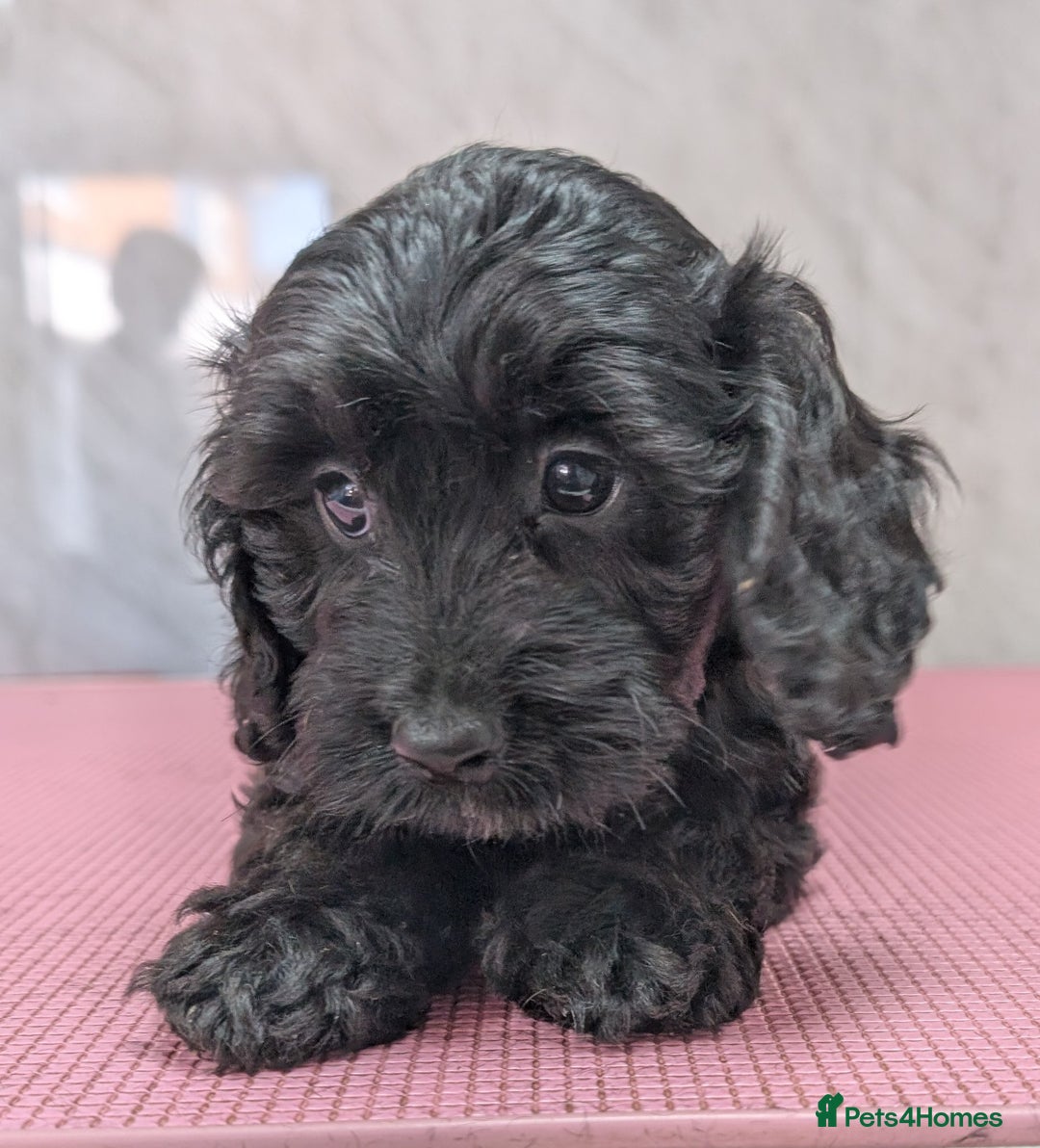 Cockapoo dogs for sale: Ready now, gorgeous health tested F1 cockapoos - Image 3