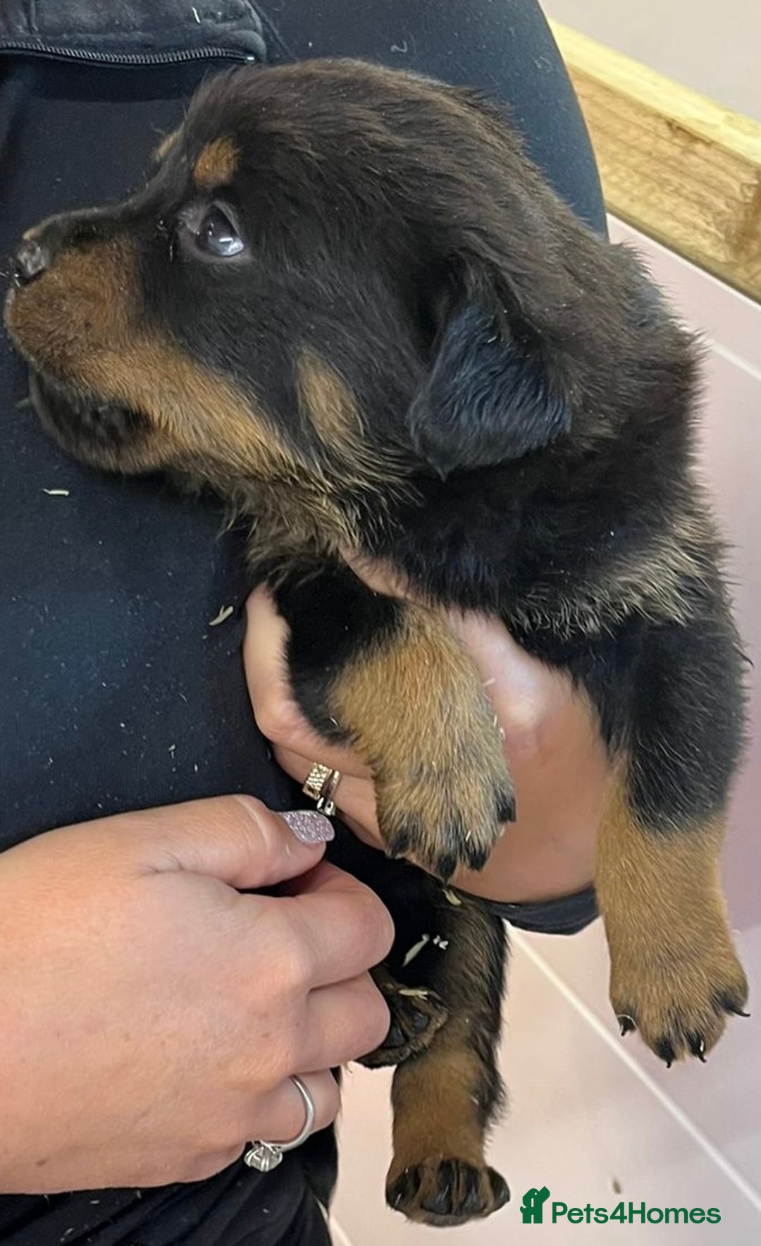 Rottweiler dogs for sale: 🤎🖤🦍 KC REGISTERED 5 ⭐️ BREEDER - Advert 39