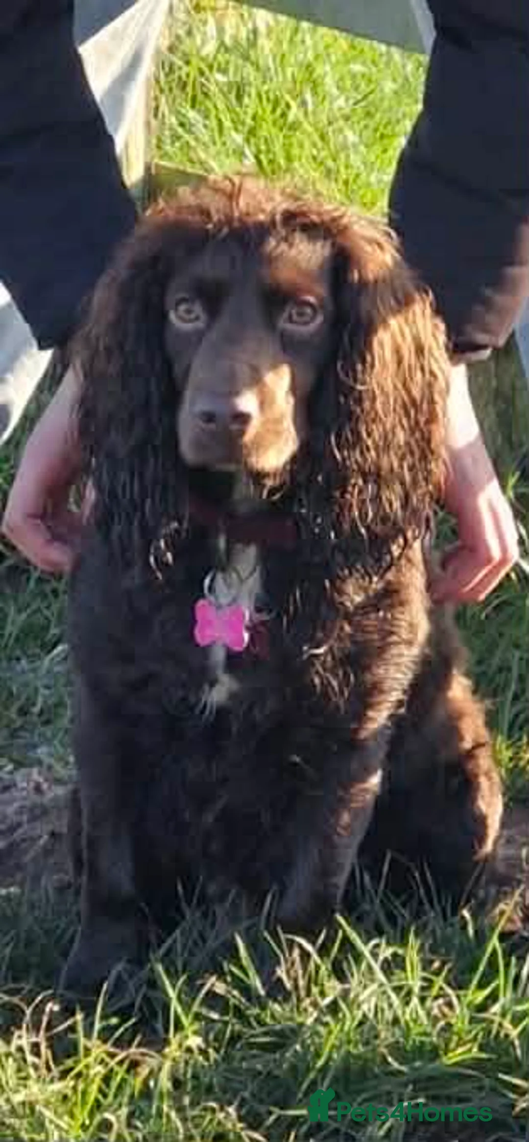 Cocker Spaniel dogs for sale: Beautiful cocker spaniels - Advert 1