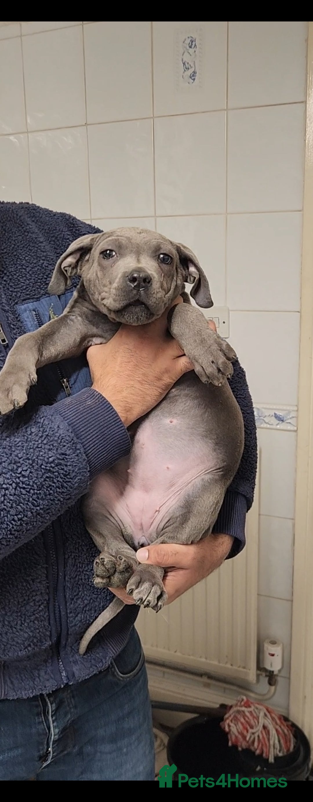 Cane Corso dogs for sale: Stunning Blue Cane Corso Puppy - Image 5
