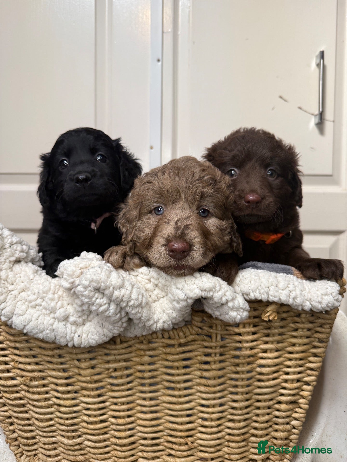 Labradoodle dogs Adorable labradoodle puppies  - Advert 5