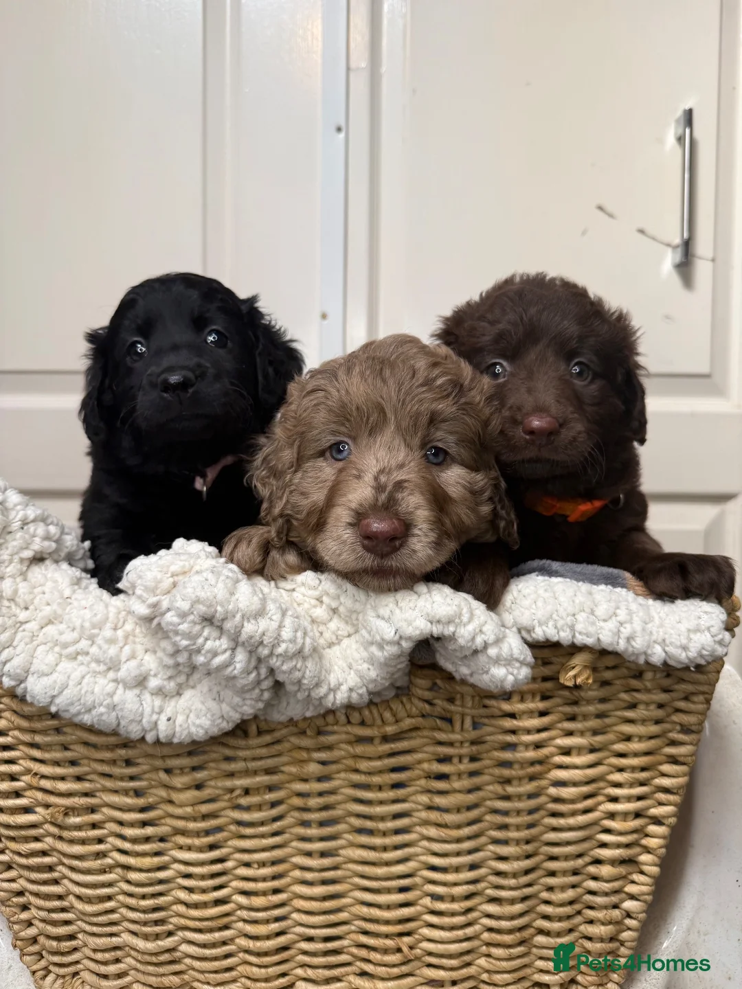 Labradoodle dogs for sale: Adorable labradoodle puppies  - Advert 1