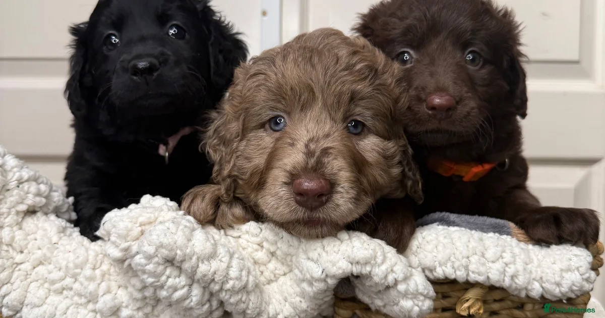 Mearle Lab 3 girls ready to go labradoodle puppies for sale in Cullompton | Pets4Homes