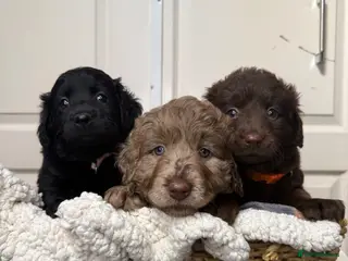 Labradoodle dogs Adorable labradoodle puppies - Advert 5