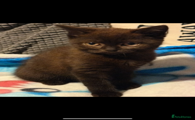British Shorthair cats - Advert 2