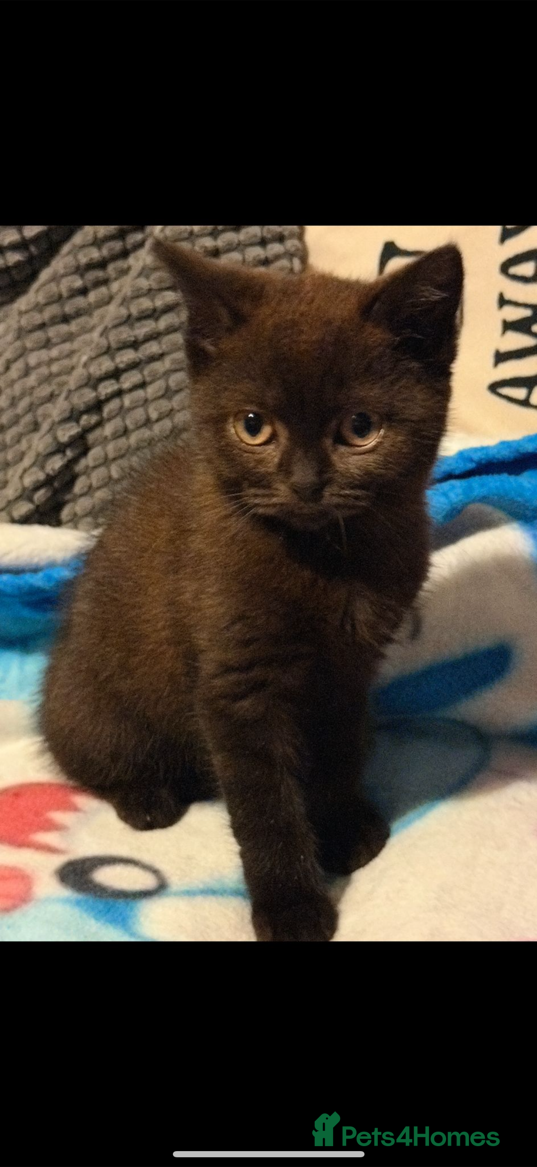 British Shorthair cats for sale: British shorthair male  - Image 1