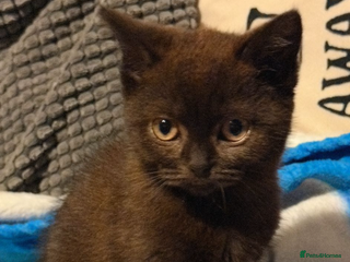 British Shorthair cats - Advert 13