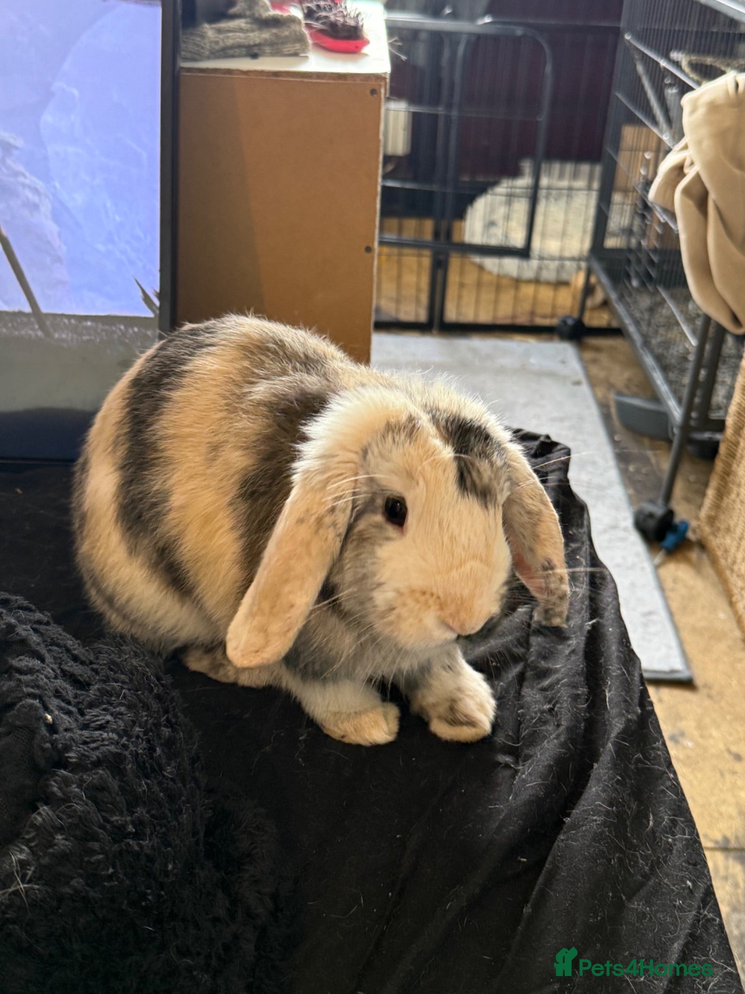 Mixed Breed rabbits Adorable Lop Rabbit Looking for a Loving Home - Advert 2
