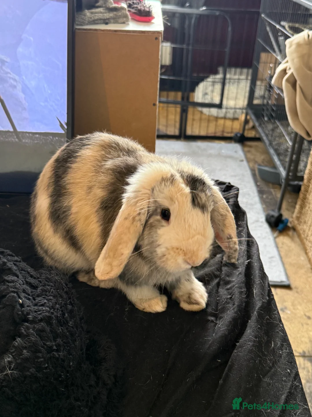 Mixed Breed rabbits for sale: Adorable Lop Rabbit Looking for a Loving Home - Advert 1
