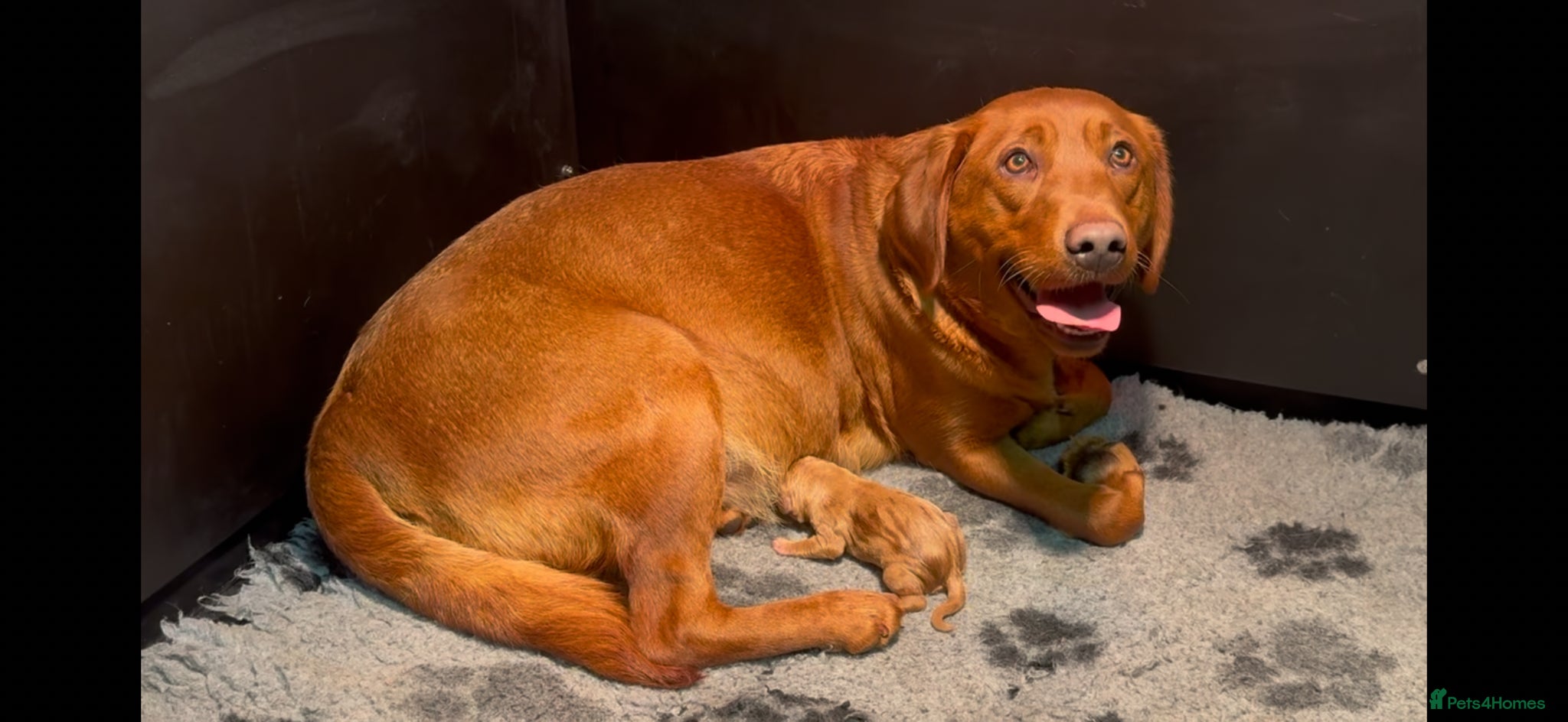 Labrador Retriever dogs for sale: Fox Red Labradors Puppies- Ready Go Go in Rotherham - Advert 3